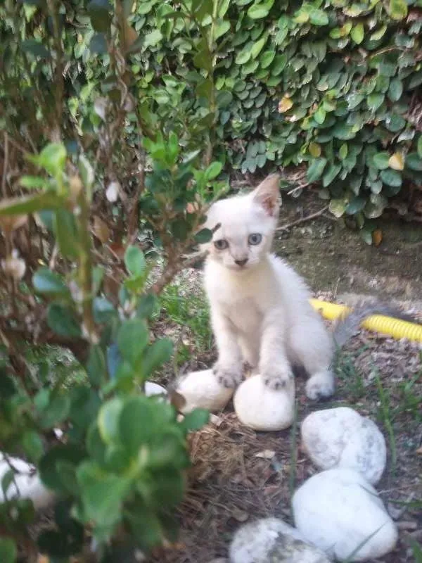 Gato ra a Siamês idade Abaixo de 2 meses nome Gatinhas