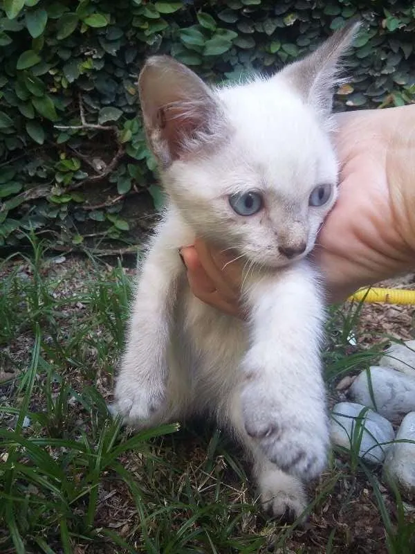 Gato ra a Siamês idade Abaixo de 2 meses nome Gatinhas