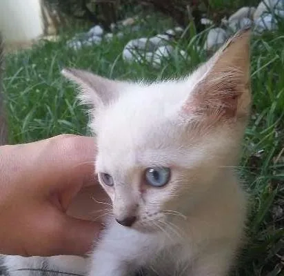 Gato ra a Siamês idade Abaixo de 2 meses nome Gatinhas