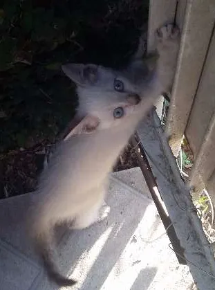 Gato ra a Siamês idade Abaixo de 2 meses nome Gatinhas