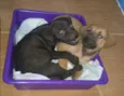 Pretinho e Branquinha