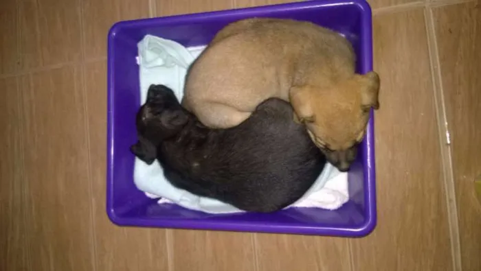 Cachorro raça SRD idade Abaixo de 2 meses nome Pretinho e Branquinha