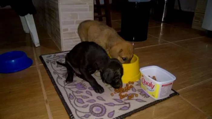 Cachorro raça SRD idade Abaixo de 2 meses nome Pretinho e Branquinha