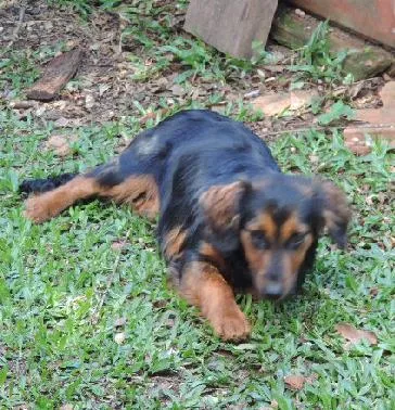 Cachorro ra a srd idade 7 a 11 meses nome madalena