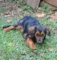 madalena