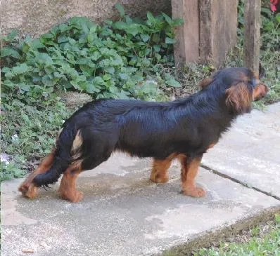 Cachorro ra a srd idade 7 a 11 meses nome madalena