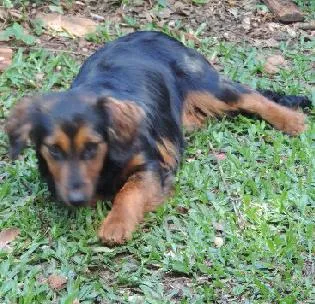 Cachorro ra a srd idade 7 a 11 meses nome madalena