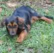 Cachorro raça srd idade 7 a 11 meses nome madalena
