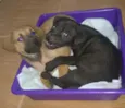Pretinho e Branquinha