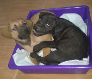 Cachorro raça SRD idade Abaixo de 2 meses nome Pretinho e Branquinha