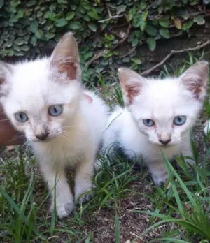 Gato raça Siamês idade Abaixo de 2 meses nome Gatinhas