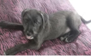 Cachorro raça SRD idade Abaixo de 2 meses nome Lila