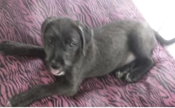 Cachorro ra a SRD idade Abaixo de 2 meses nome Lila