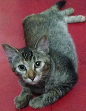 Gato ra a SRD idade 7 a 11 meses nome Menina