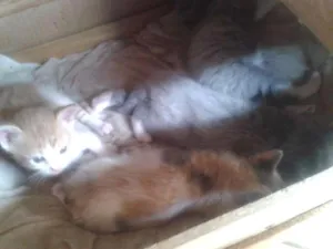 Gato raça SRD idade 2 a 6 meses nome NAO TEM