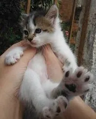 Gato raça SRD idade Abaixo de 2 meses nome Sem nome