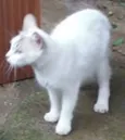 Lala