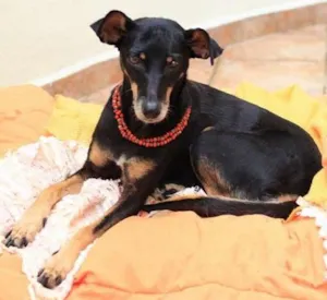 Cachorro raça SRD idade 4 anos nome Nikita