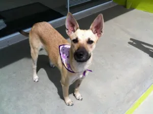 Cachorro raça Srd idade 7 a 11 meses nome Laiza