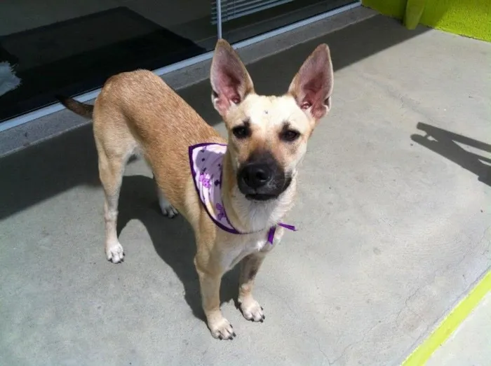 Cachorro ra a Srd idade 7 a 11 meses nome Laiza
