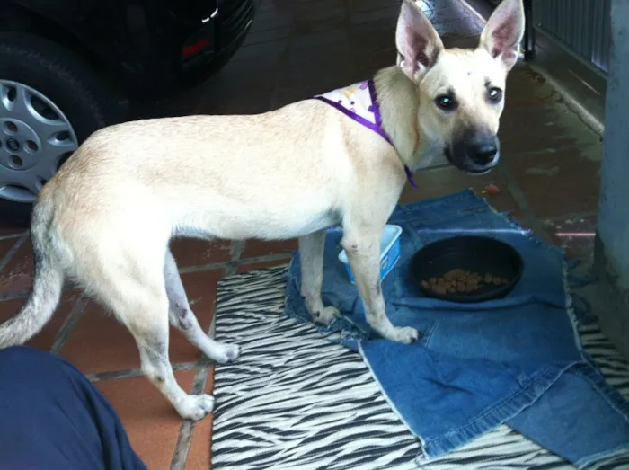 Cachorro ra a Srd idade 7 a 11 meses nome Laiza