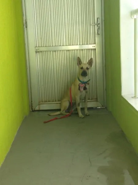Cachorro ra a Srd idade 7 a 11 meses nome Laiza