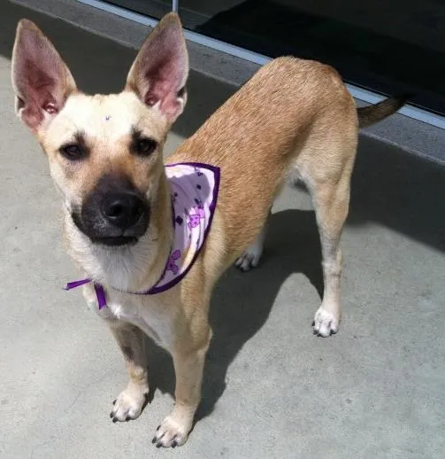 Cachorro ra a Srd idade 7 a 11 meses nome Laiza