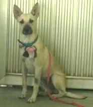 Cachorro ra a Srd idade 7 a 11 meses nome Laiza
