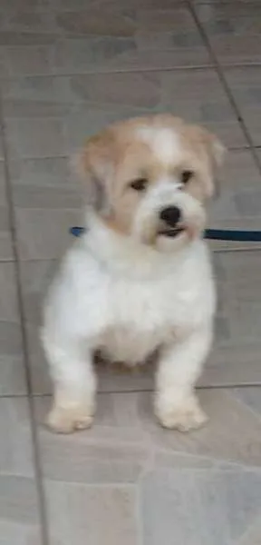 Cachorro raça lhasa apso idade 2 anos nome zack