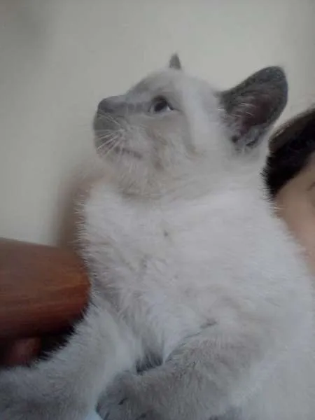 Gato ra a SRD idade 2 a 6 meses nome Gui