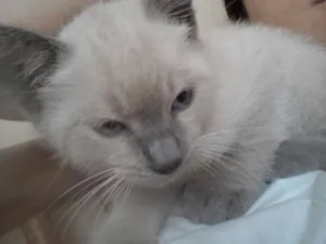 Gato raça SRD idade 2 a 6 meses nome Gui