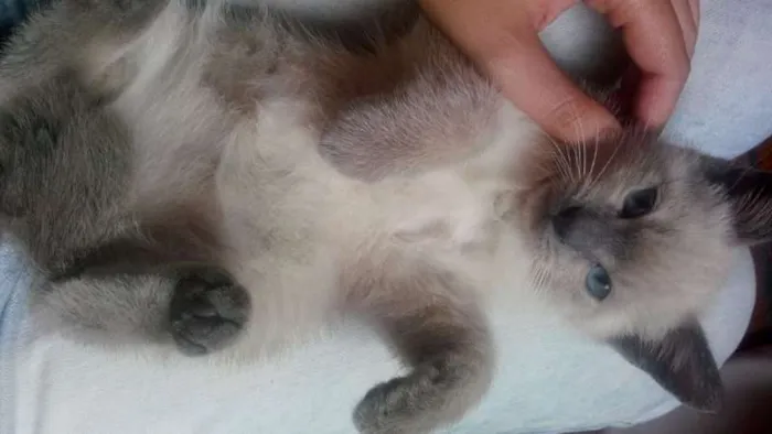 Gato ra a SRD idade 2 a 6 meses nome Gui