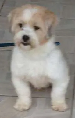 Cachorro raça lhasa apso idade 2 anos nome zack