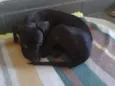 Pretinha