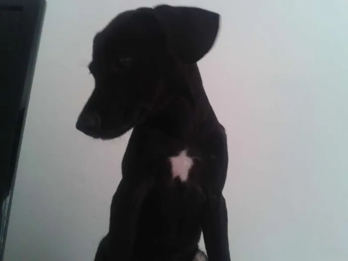 Cachorro ra a SRD idade 2 a 6 meses nome Pretinha