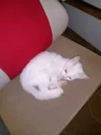 Princesa