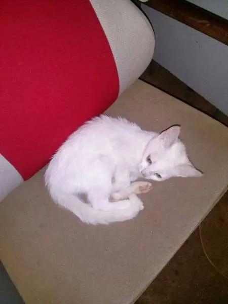 Gato raça SRD idade Abaixo de 2 meses nome Princesa