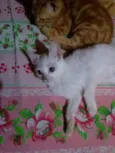 Princesa