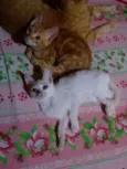 Princesa