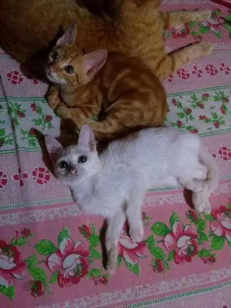 Gato raça SRD idade Abaixo de 2 meses nome Princesa