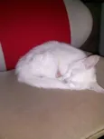 Princesa