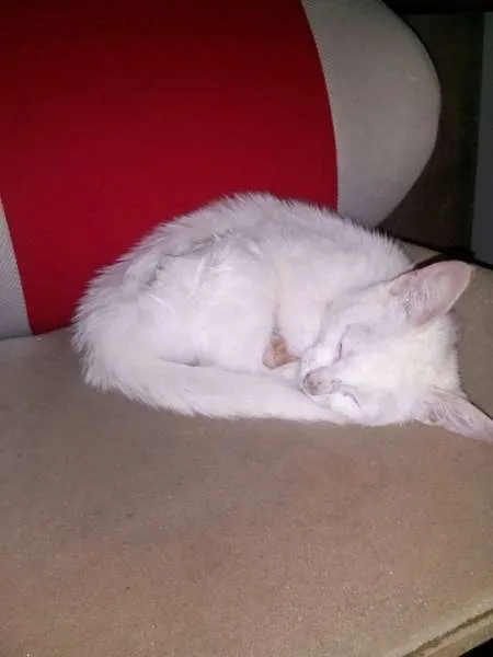 Gato raça SRD idade Abaixo de 2 meses nome Princesa