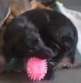 Pretinha