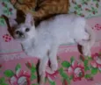 Princesa