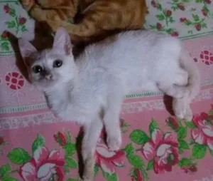 Gato raça SRD idade Abaixo de 2 meses nome Princesa