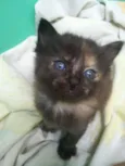 Mel,tigrão, princesa