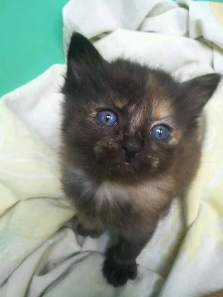 Gato ra a  idade Abaixo de 2 meses nome Mel,tigrão, princesa