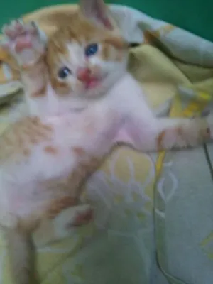 Gato raça  idade Abaixo de 2 meses nome Mel,tigrão, princesa