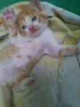 Mel,tigrão, princesa