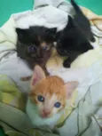 Mel,tigrão, princesa